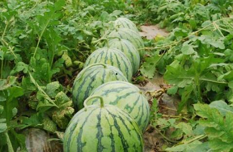 黑料正能量 热门大瓜,揭秘热门大瓜背后的真相与启示